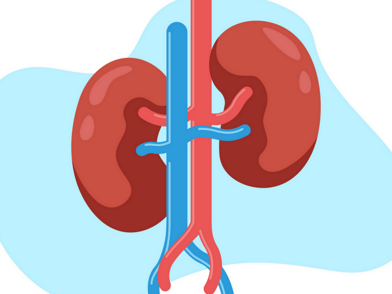 Kidney Transplant Service